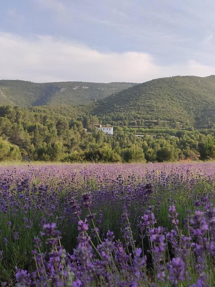 Eco Maset Alojamiento Rural Rodeado De Naturaleza Ayelo de Malferit Zewnętrze zdjęcie